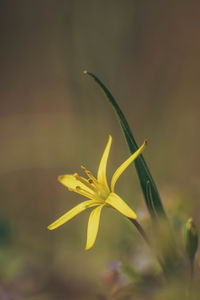 Close-up of yellow flowering plant