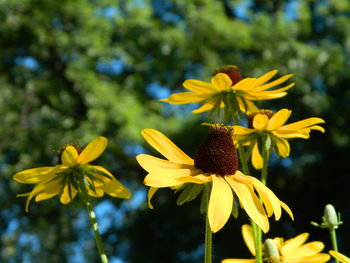 Close-up of yellow flowers blooming outdoors