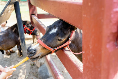 Close up of horse or pony head looking like showing very happy about eating carrots or food 