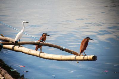 Birds perching on bamboo by sea