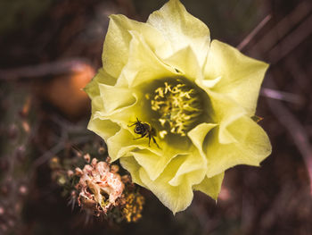 Close-up of yellow flower