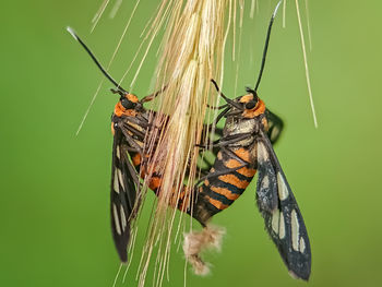 Close-up of butterfly on leaf