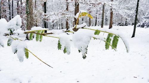 Snow covered field and trees