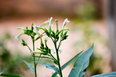 Close-up of flower bud