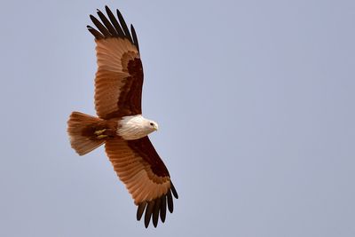 Low angle view of eagle flying against clear sky