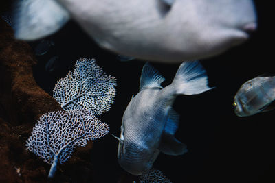 Close-up of fish underwater