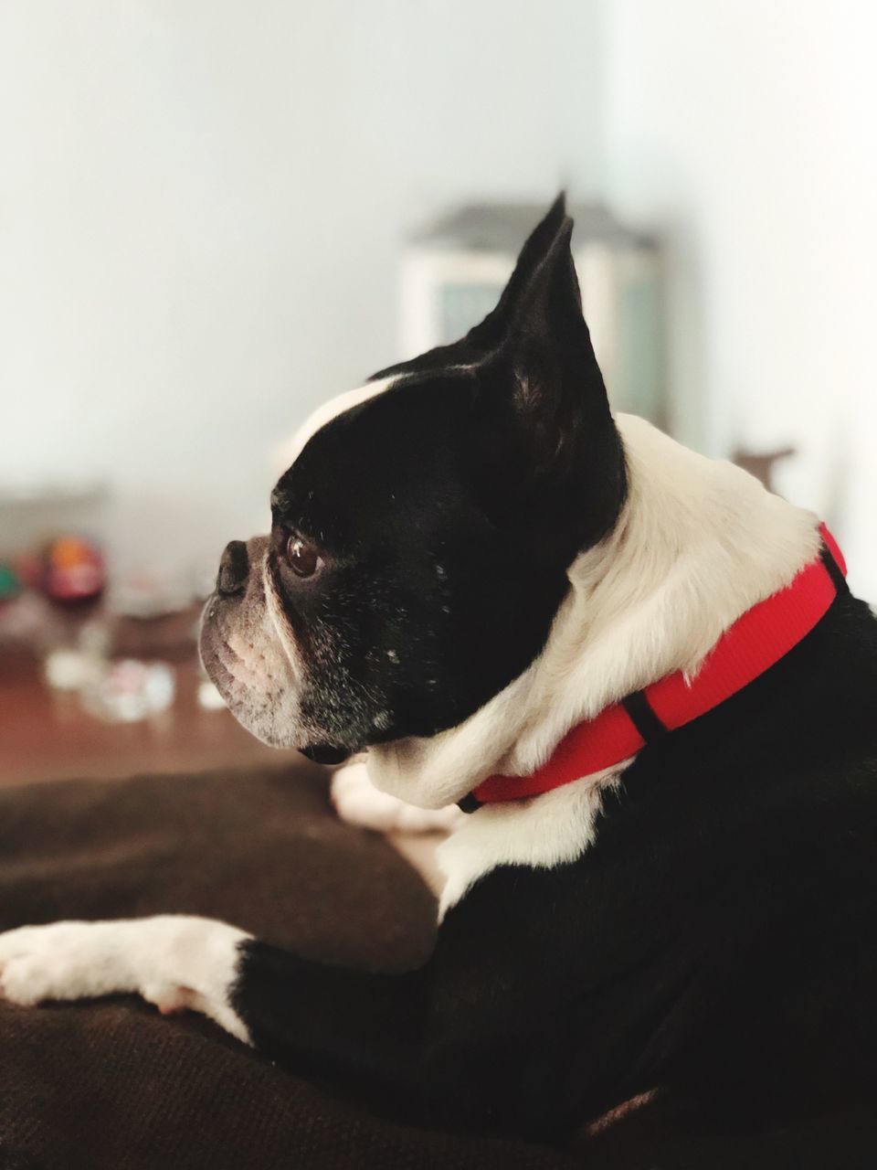 pets, domestic, domestic animals, one animal, animal themes, mammal, dog, animal, canine, vertebrate, indoors, relaxation, focus on foreground, close-up, no people, home interior, looking away, looking, black color, selective focus, small, animal head