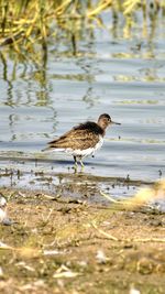 Side view of a bird on lakeshore