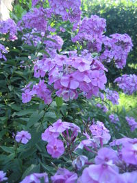 Close-up of pink flowering plant in park