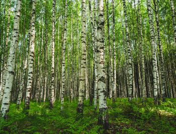 Birch trees in forest in early morning light