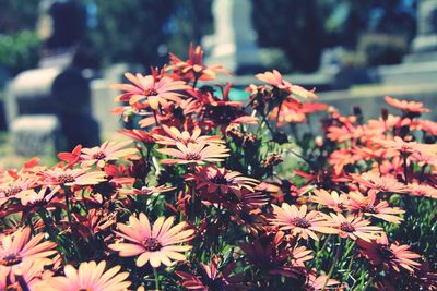 Close-up of flowering plants