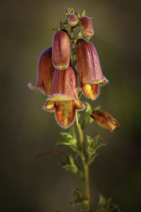 Close-up of red flowering plant