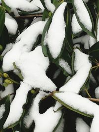 Full frame shot of ice cream in winter