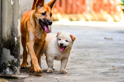 Portrait of dogs standing outdoors