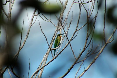 Close-up of bird perching on branch