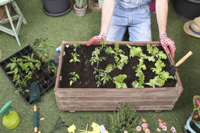 Container with tomatoe plants, pepper plants and lettuce in the urban garden