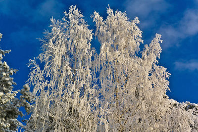 Close-up of frozen tree against blue sky