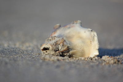 Close-up of crab on sand at beach