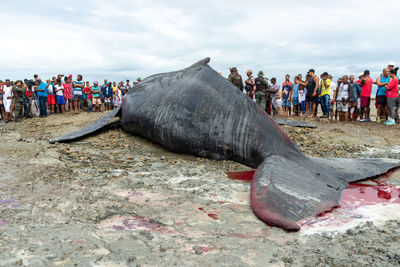 Dozens of onlookers are seen watching a dead humpback whale calf on coutos beach 