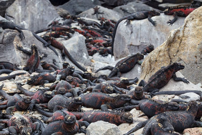 Marine iguanas, amblyrhynchus cristatus, in the galápagos islands, ecuador. 