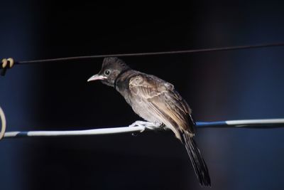 Close-up of bird perching on cable