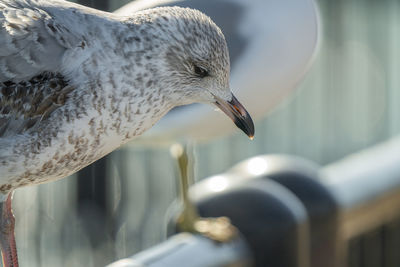 Seagull gets a head shot on a sunny day at the beach in winter