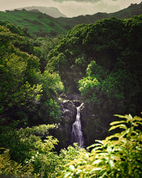 Scenic view of waterfall in forest