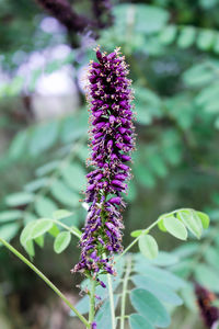 Close-up of purple flowering plant