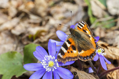 Close-up of butterfly pollinating on purple flower