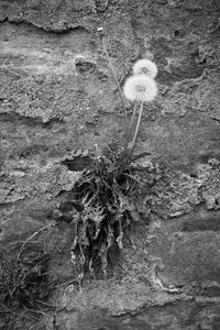 High angle view of plant on wall