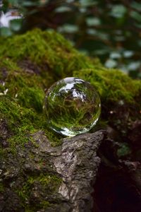 Close-up of plant growing in water