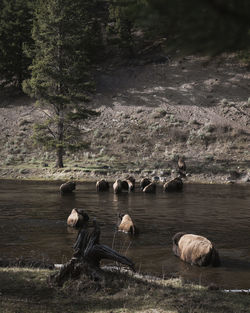 High angle view of american bison crossing lake