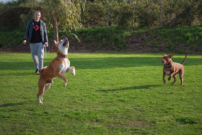 Dog running on field