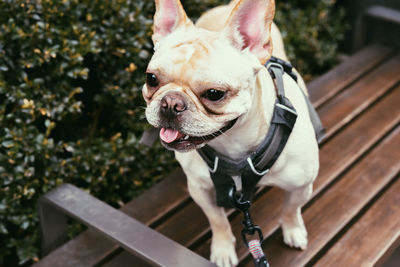 Close-up of a dog looking away