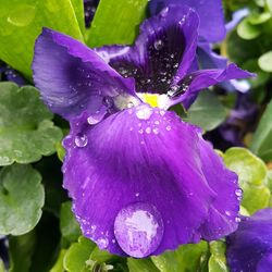 Close-up of water drops on purple flower