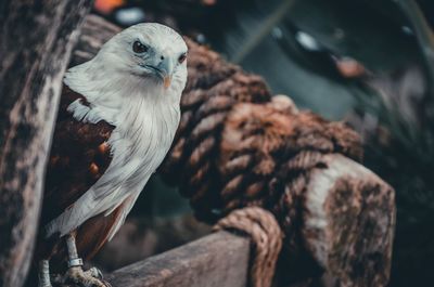 Close-up of eagle perching on tree