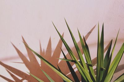 Close-up of cactus plant