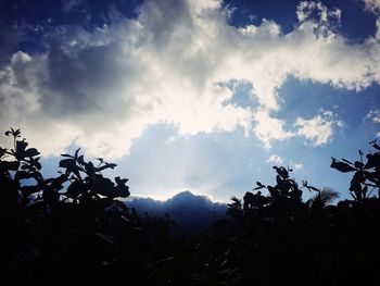 Low angle view of silhouette trees against sky