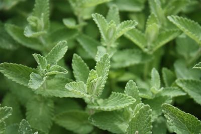 Close-up of fresh green leaves