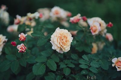 Close-up of pink roses