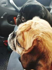 Close-up of dog in car