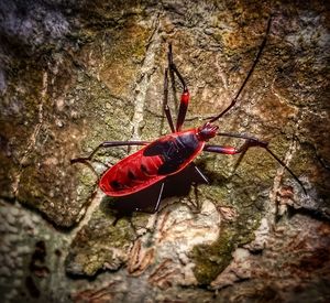 Close-up of red insect on rock