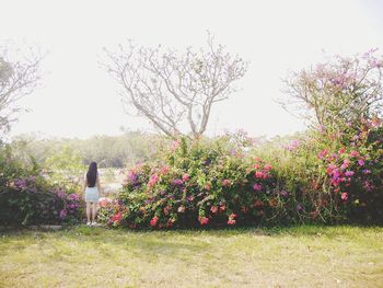 Trees on grassy field