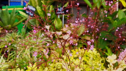 Close-up of purple flowering plants