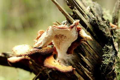 Close-up of lizard on tree