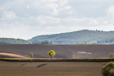 Scenic view of agricultural field against sky