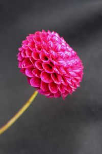 Close-up of pink dahlia flower