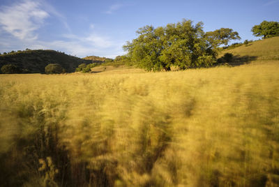 Trees on field against sky