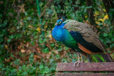 A peacock leaning on a park bench