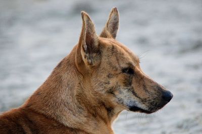 Close-up of a dog looking away